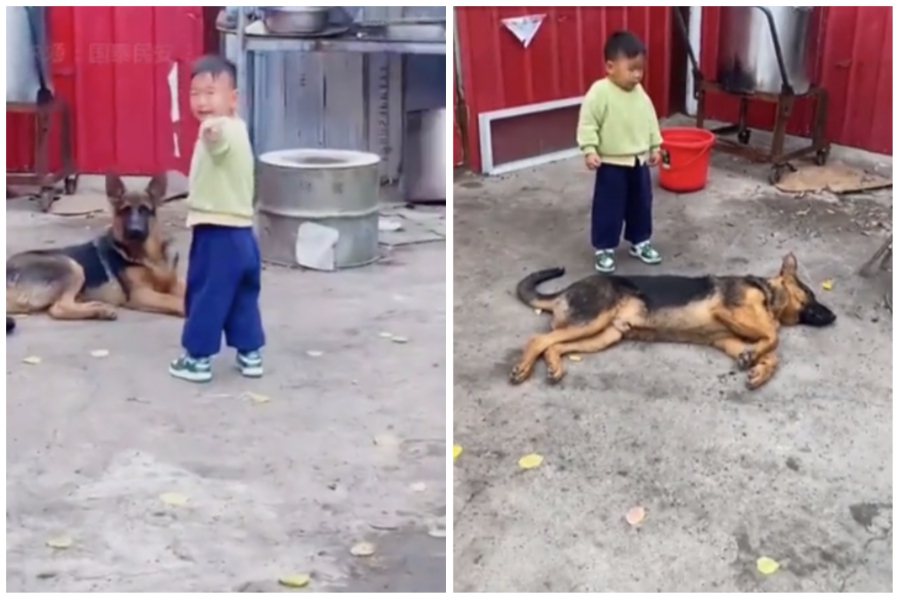 2歲的男孩被媽媽教訓，哭著跑去找家裡的大黑狗但狗狗完全無動於衷，直接在地上躺平不理會。圖取自微博