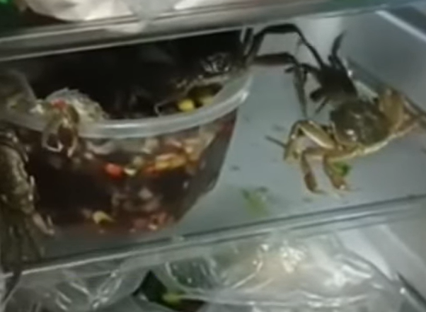 一名女子買了螃蟹回家想要做醉蟹料理，但可能是過程出問題，被拿來做成醃醉蟹的螃蟹非但沒有「被醉死」，竟然通通爬出鍋子在冰箱裡集體嗨翻，女子打開冰箱整個傻了。 (圖/取自影片)