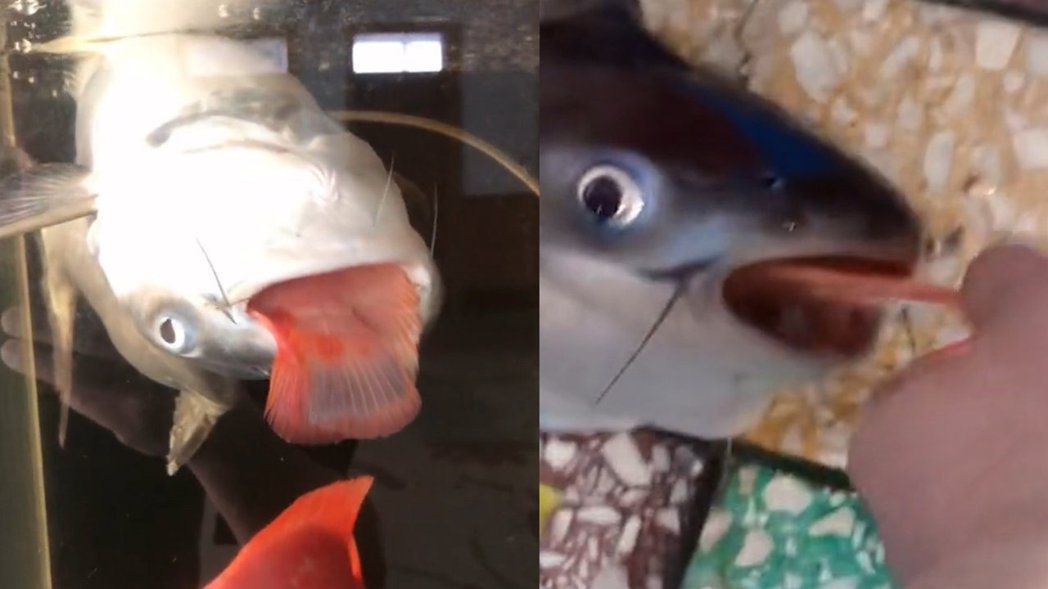 觀賞用鯊魚在魚缸裡翻肚死亡，嘴巴還吐出一截「紅色舌頭」，圖取自微博