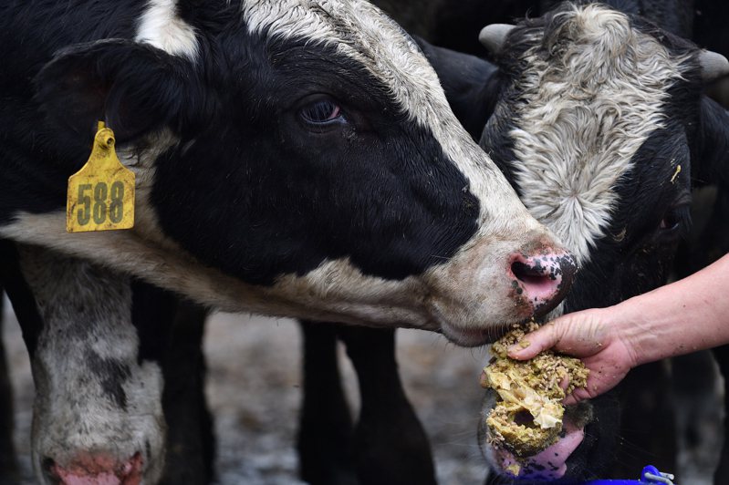 蔡耀輝的實驗發現，餵牛吃檸檬皮渣發酵的青貯料，可減少牛放屁的甲烷。 圖／工研院提供