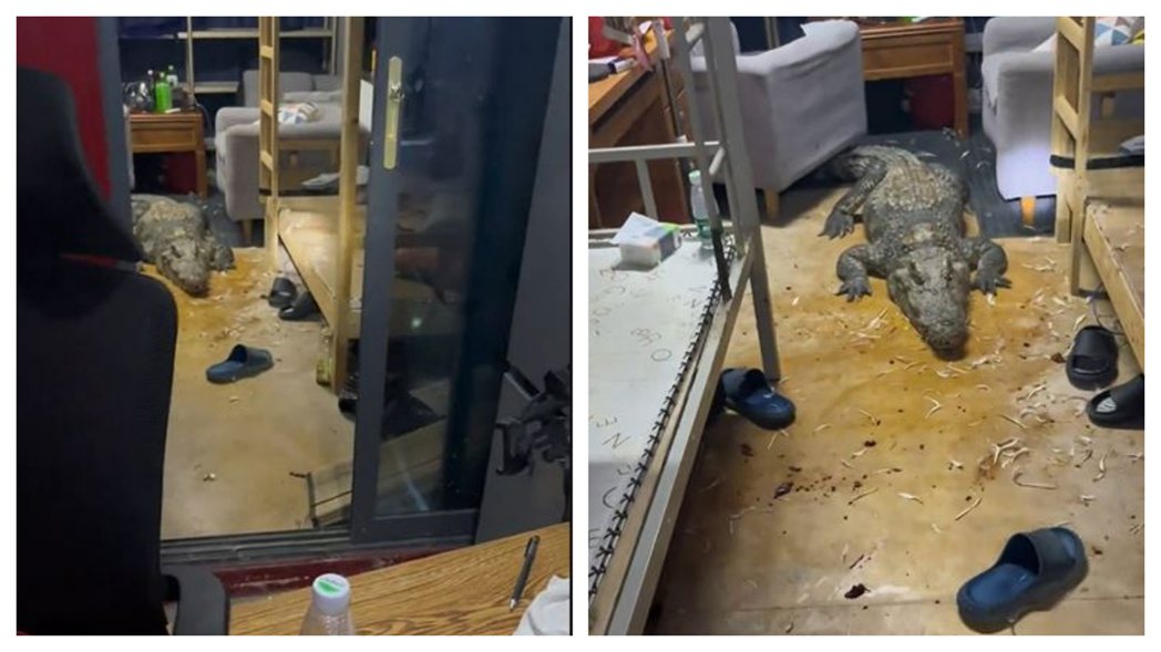 一名養鱷魚維生的網友日前貼出一段影片，他辛苦忙完一天準備回家休息，結果往房間裡看竟看到一隻重達120公斤的巨鱷大方佔地為王，非常chill的躺在地上，身邊還有牠吃光的骨頭，讓男子非常傻眼。 (圖/取自影片)