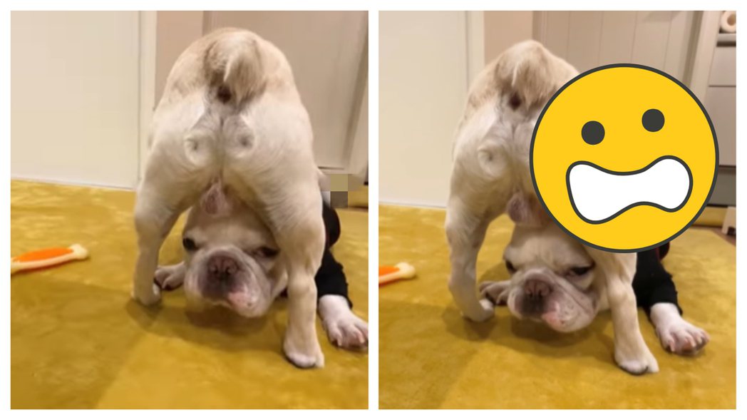 一隻白色法鬥展現出異於常狗的柔軟度，完美展示「下腰」特技，但影片最後卻曝光了傻眼真相，讓不少網友笑翻。 (圖/取自影片)