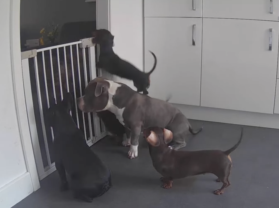 臘腸犬「Darcie」把鬥牛犬哥哥當跳板。（圖／翻攝自YouTube @Caters Clips）
