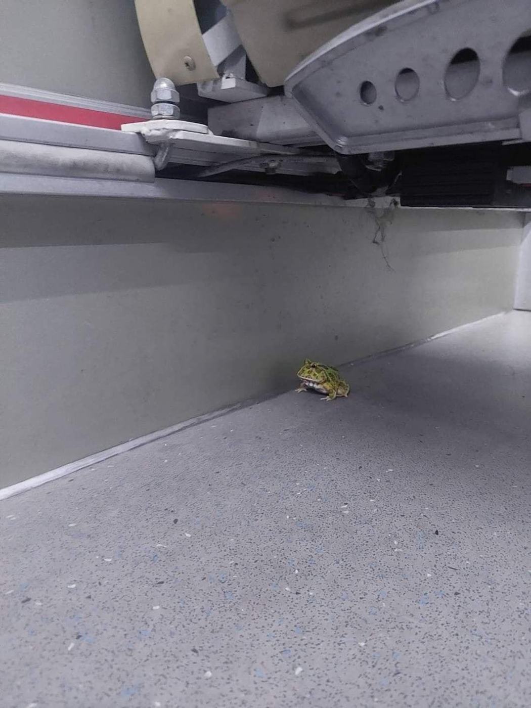 有乘客在公車上遺失活跳跳的角蛙。圖擷自爆料公社