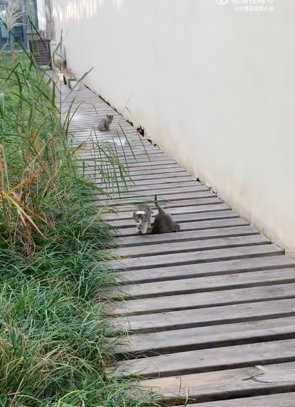 貓咪流下木棧道的畫面讓網友直呼貓咪果然是水做的。圖/翻攝自微博