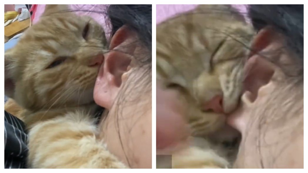 某天女飼主在睡覺的時候，貓咪跑過來撒嬌，結果居然張開口咬著女飼主的耳朵就睡著了，但崩潰的是貓咪的尖牙不偏不倚就這樣插進女子的耳洞裡面。 (圖/取自影片)