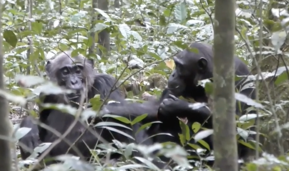 黑猩猩「費歐娜」向媽媽炫耀手上的葉子。（圖／PNAS）