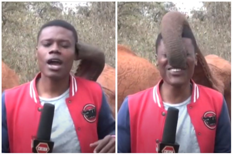一名記者對著攝影機正在做連線播報時，一隻大象在背後用象鼻對著他不斷騷弄。圖取自YouTube