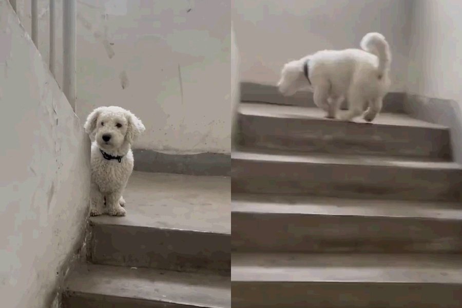 狗狗在樓梯間常常停下來等主人跟上。圖擷自微博
