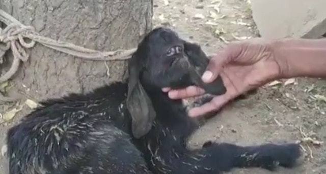 印度1頭健康母羊生下1隻患有獨眼畸形的小黑羊，在網上引起熱議。（網上圖片）