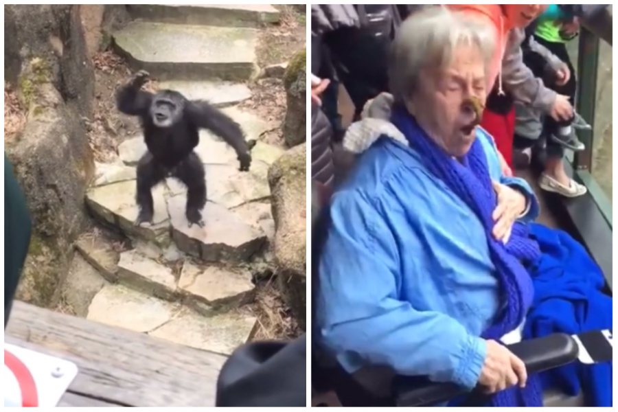 一隻黑猩猩朝著圍觀遊客丟自己的排泄物，還剛好正中一個老太太。圖取自reddit