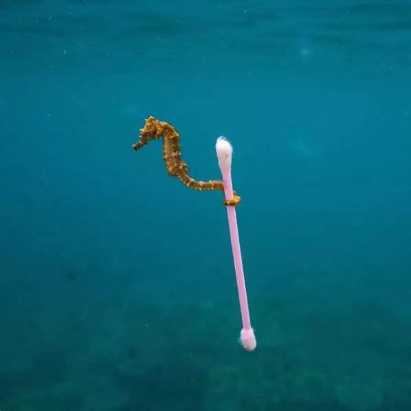 看似可愛的照片，背後卻隱含著海洋生態的重大危機。圖擷自Justin Hofman / IG