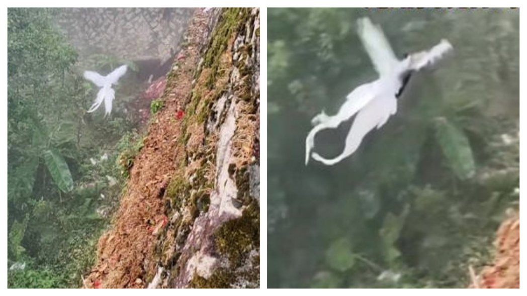一名遊客在山林間拍到超稀有的「白鳳凰」在森林中飛翔的模樣，超級清楚的影片在網路上瘋傳，不少網友直呼「鳳凰于飛終於有畫面了」。
 (圖/取自影片)