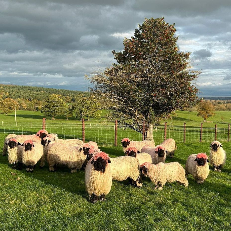 英國一座農場意外出現了一群「粉頭羊」。圖/＠farmer_richard