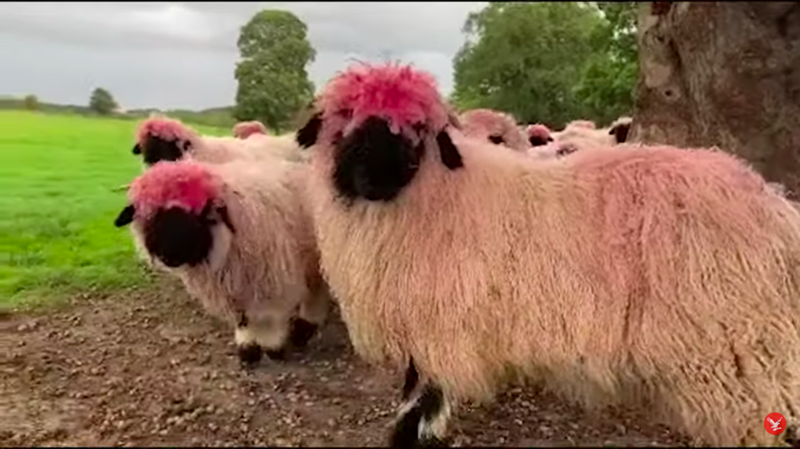 網友們笑說粉紅色版本的羊看起來很「潮」。圖/＠farmer_richard