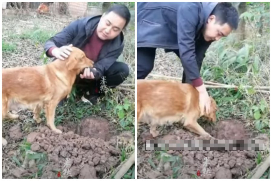 一隻黃狗剛生產的幼犬夭折，主人要拿去土裡埋葬，狗媽媽將寶寶含在嘴裡死不鬆開。圖取自微博