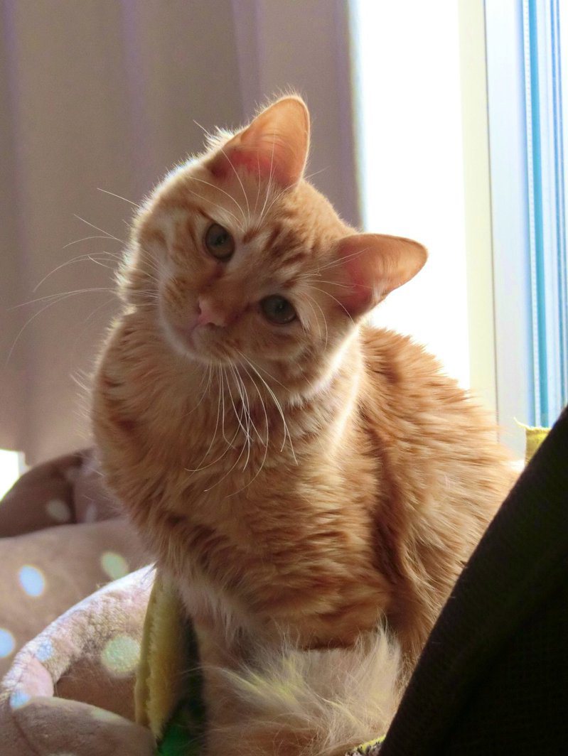 橘貓Gonbee似乎習慣在上廁所時大叫。圖擷自@rainbird415
