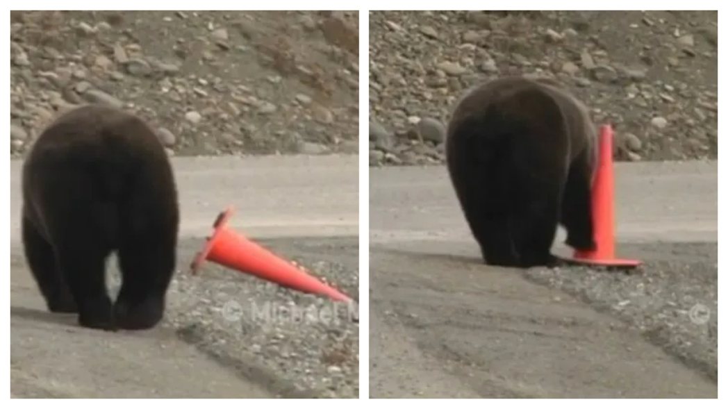 一隻野生棕熊走在路上，突然發現一個三角錐倒在路邊，本來以為牠會拿起來玩時，沒想到牠竟然超佛心，立刻伸出熊掌將其扶正，不少網友都直呼「熊比人類有公德心」。 （圖／取自影片）