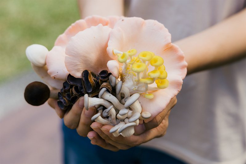 灰藍色的藍寶石菇、粉色玫瑰菇、黃色珊瑚菇等色彩繽紛的食用菇，放在一起宛如花束。