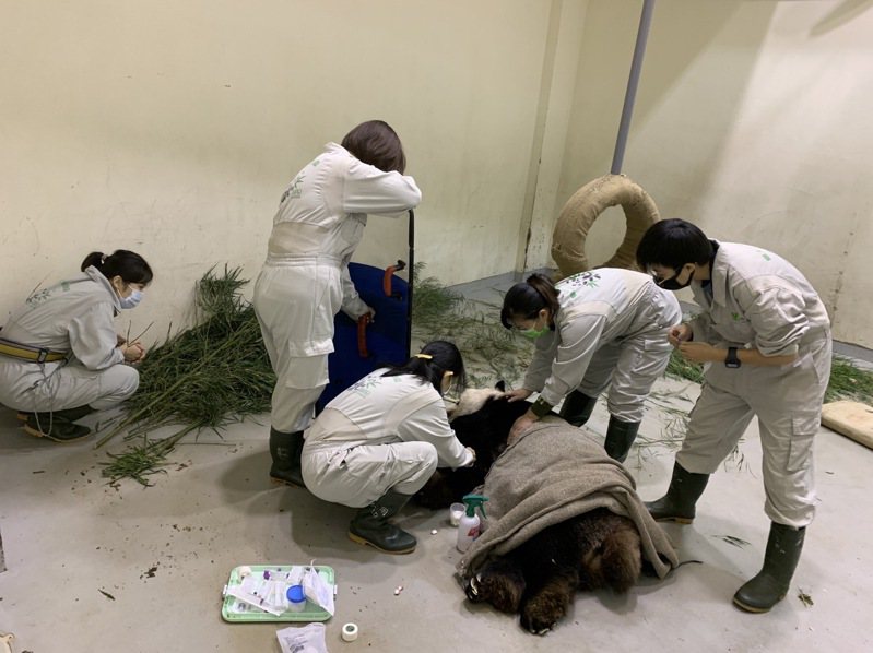 大貓熊團團昨晚發作癲癇四次，照護團隊及時給予藥物緩解症狀。圖／台北市立動物園提供