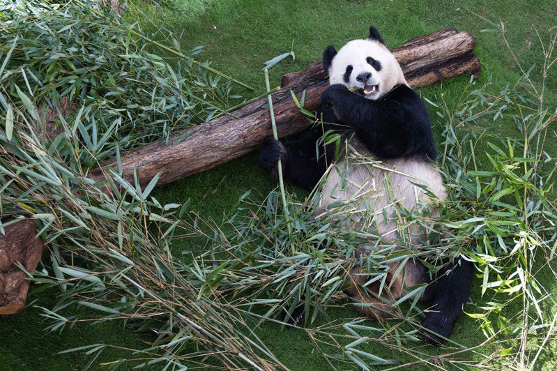 中國大陸贈送2隻大貓熊給2022世足賽主辦國卡達；圖為在卡達大貓熊館中生活的「京京」。 新華社