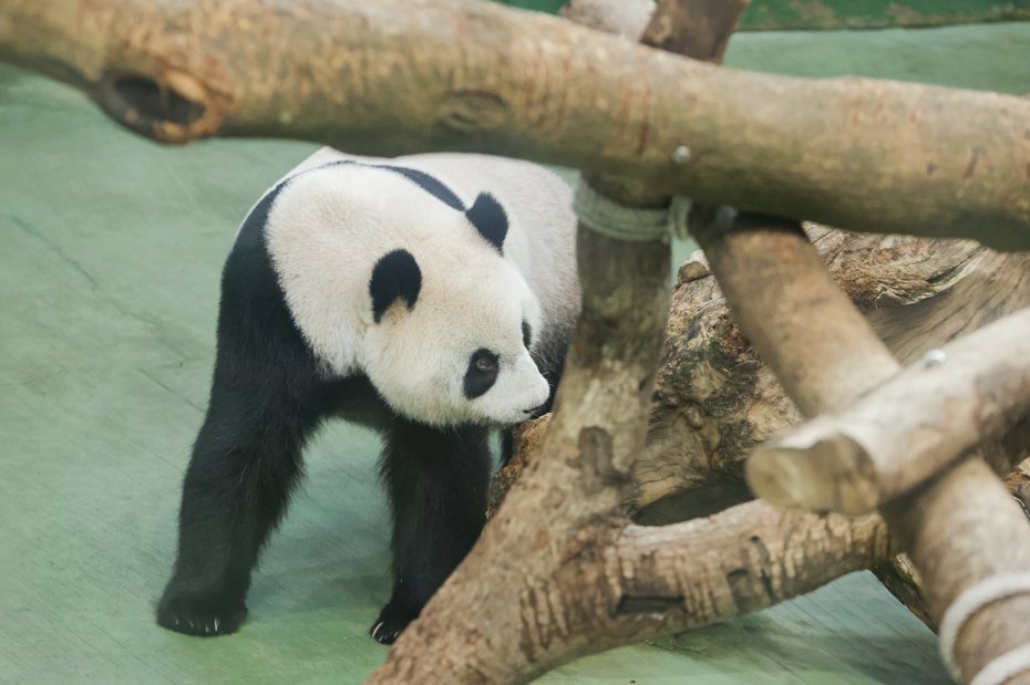 台北動物園將積極替圓仔爭取配對機會。報系資料照／記者曾原信攝影