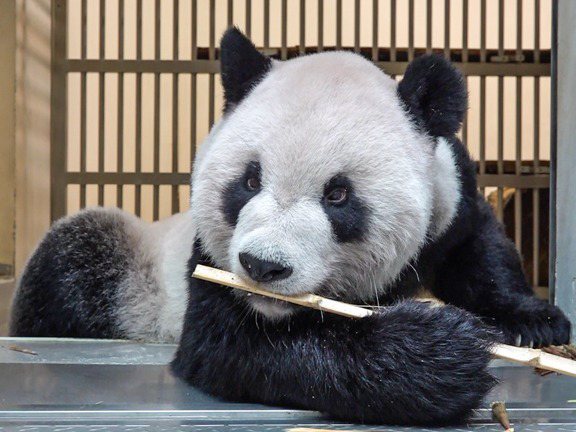大貓熊團團19日病逝。圖／台北市立動物園提供