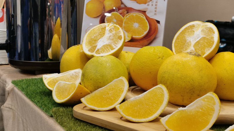 台東成功鎮臍橙酸甜多汁，廣受消費者歡迎。記者卜敏正／攝影