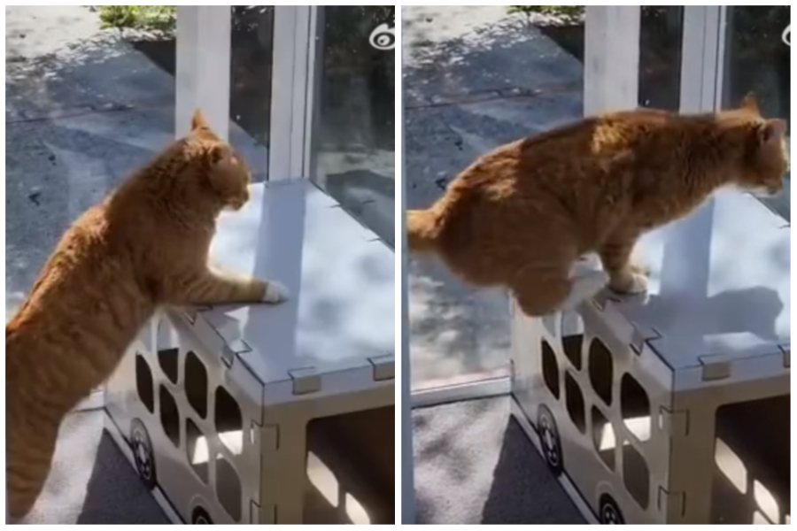 橘貓跳上貓屋，狠狠把它壓垮。圖取自微博