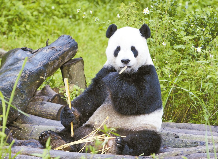 大貓熊「團團」病逝，台北市立動物園大貓熊館已擺放追思看板，讓民眾悼念並給予祝福。圖／北市動物園提供
