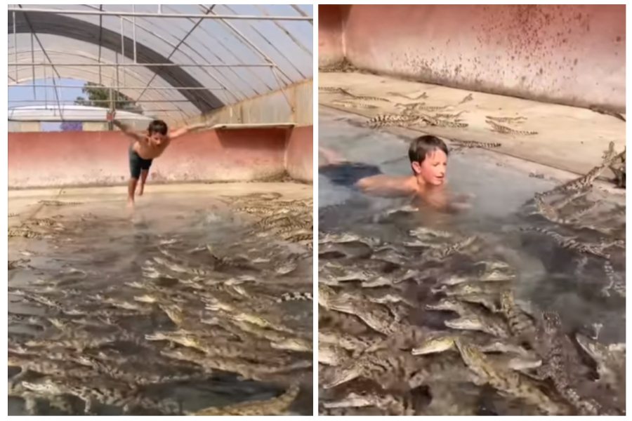 一個小男孩跳入一個鱷魚池，目測池中約有上百隻小鱷魚。圖取自臉書