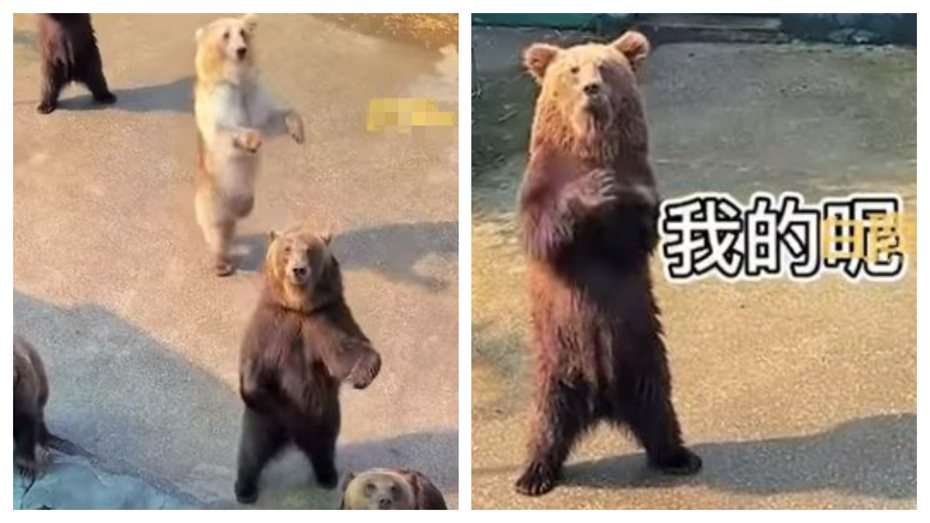 動物園棕熊展覽區一名飼育員拍下有趣的畫面，某天正在上演棕熊餵食秀，其中一隻棕熊為了能趕快吃到食物，開心的在原地表演特技不斷轉圈圈，可愛的模樣讓不少網友直呼被萌到。 (圖/取自影片)