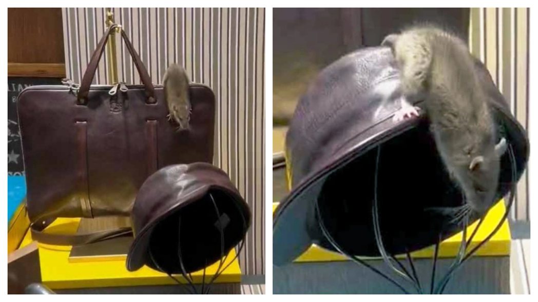 一名網友在路上直擊比人的頭還大的巨鼠在名牌精品店的櫥窗狂竄，一下爬上隔壁名牌包「window shopping」，一下爬上皮革製的帽子玩溜滑梯。 (圖/取自影片)