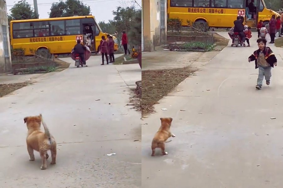 狗狗見到小主人從校車走出來，心情相當興奮。圖擷自微博