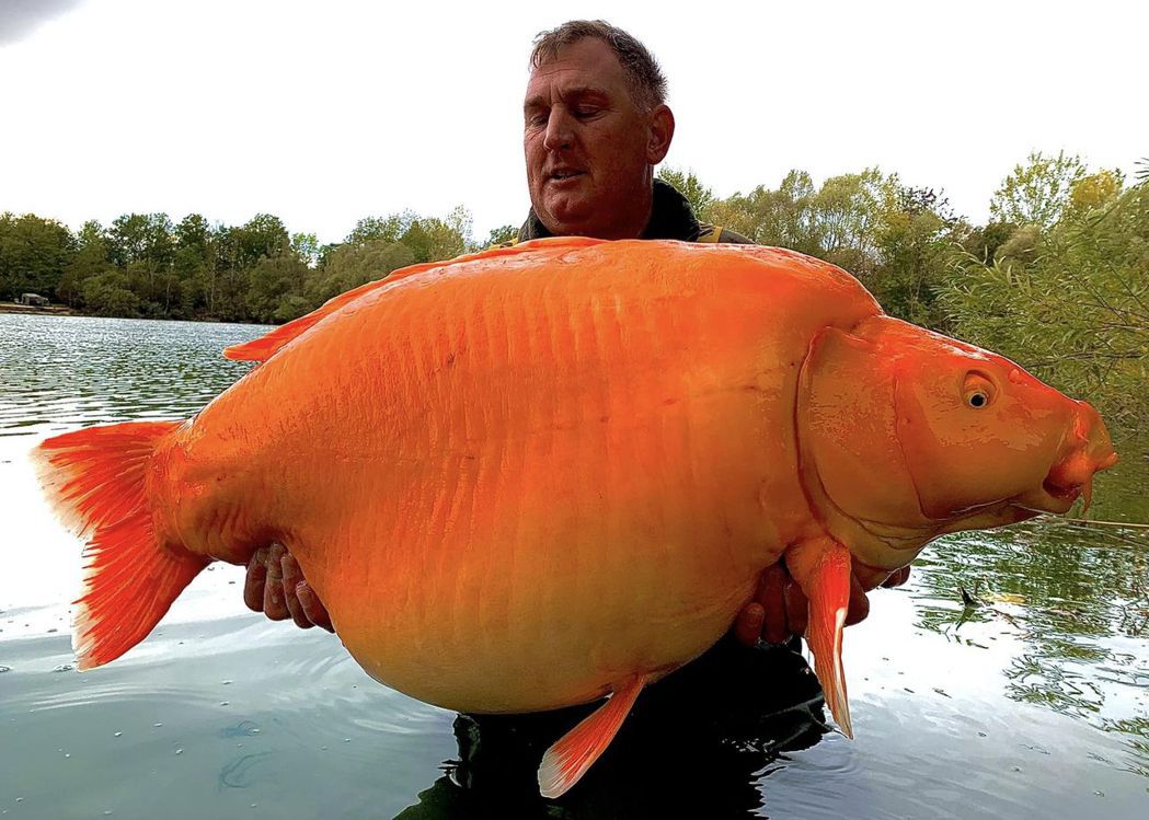 一名男子在湖中釣魚，意外釣上一隻重達30公斤的「超巨大金魚」。 (圖/取自臉書粉專「Bluewater Lakes」)