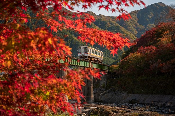 JR名松線常態以1輛車廂運行，宛如獨占沿線紅葉楓光。　圖：三重フォトギャラリー／來源