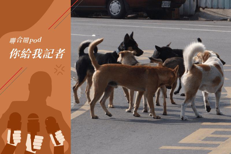 零撲殺政策上路5年，全國遊蕩犬不斷增加，已超過15萬隻，各地「犬殺」頻傳。圖／聯合報系資料照片