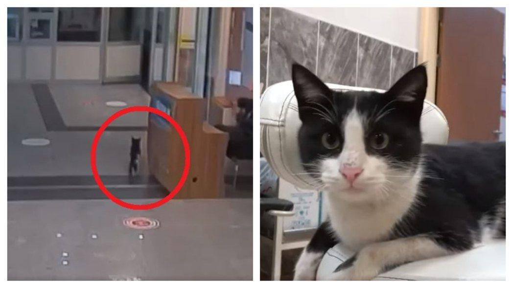 一隻身上有著黑白花紋的乳牛貓日前一瘸一拐的衝進急診室，看到醫護人員不斷喵喵叫，就像是在說「快救救我」，護理師發現貓咪後腿骨折，連忙幫牠做緊急處理並交給醫生治療。
 (圖/取自影片)