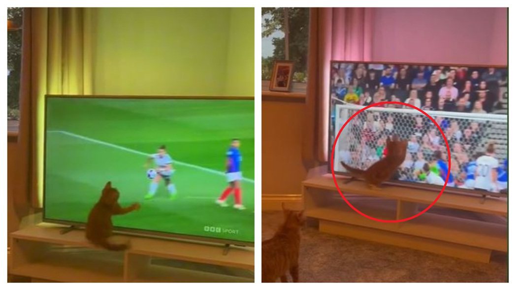 一隻貓咪熱衷看足球比賽，看到一名球員將球踢出後立刻隔著螢幕接球，展現出國家隊門將的氣勢，讓不少網友直呼「不當守門員可惜了」。 (圖/取自影片)
