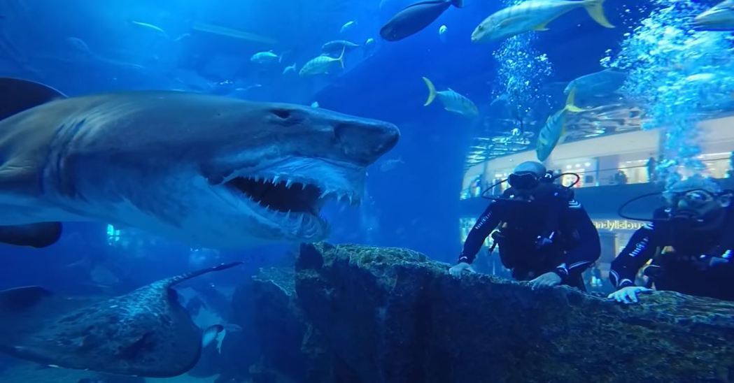 2名遊客報名了水族館的與魚共游體驗，結果沒想到竟在水池內遇到一條巨大的「獨眼鯊」，嚇得他們直接定格在原地連動都不敢動，驚悚影片讓不少網友看傻眼。 (圖/取自影片)