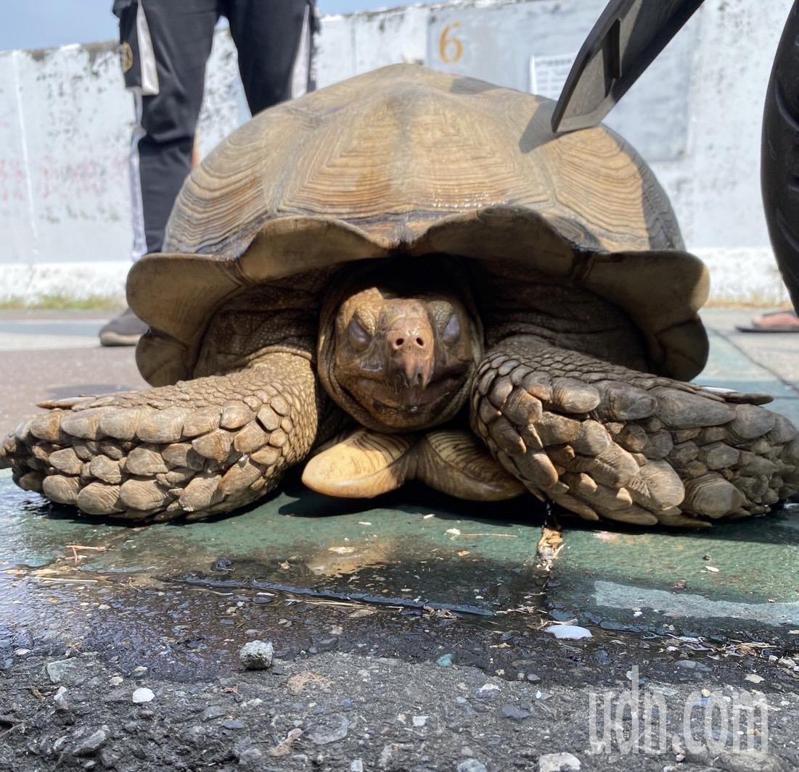 重達50公斤的蘇卡達象龜自行挖洞逃脫，被民眾及時發現。記者陳弘逸／翻攝