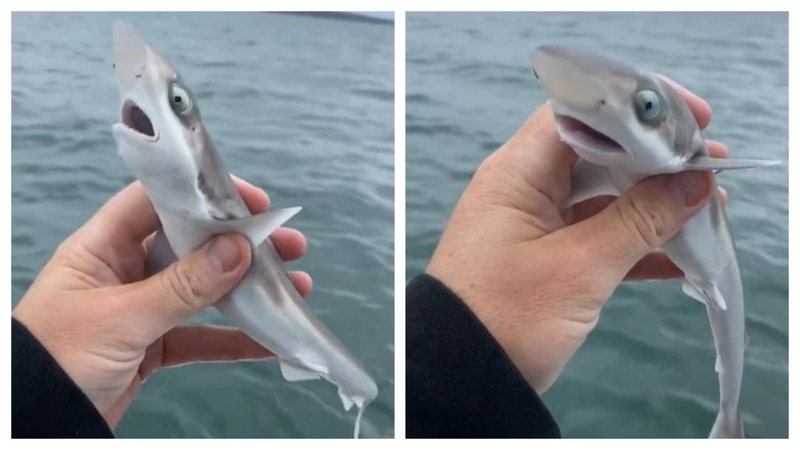 一名網友出海釣魚，意外釣到一隻可愛的鯊魚寶寶，身形相當迷你，只有成年人手掌大小，張著圓圓大眼睛一臉吃驚的看著釣客。 (圖/取自影片)