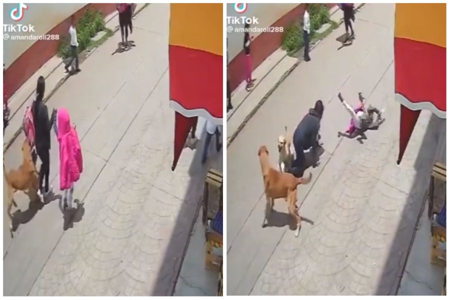 一對母女走在人行道上，兩隻喧鬧的狗衝撞過來，把兩個人都撞到摔倒。圖取自reddit