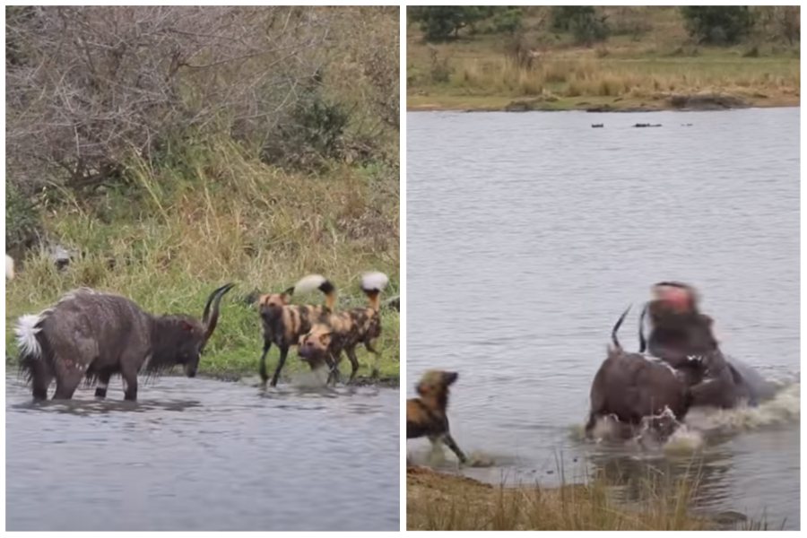 羚羊遭受非洲野犬（左）和河馬（右）夾擊。圖取自YouTube