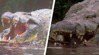 神話級「6米食人巨鱷」殺死300↑人 專家求真相放活羊誘捕..一看攝影機傻了
