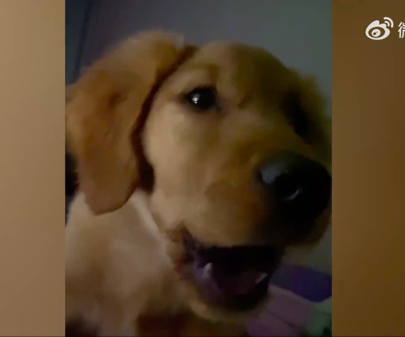 微博上一段狗狗「叫媽媽」的影片驚呆不少網友。圖/翻攝自秒聞視頻