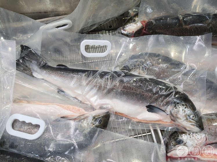 空運新鮮大西洋鮭魚每公斤現折100元，特價每公斤499元。圖／摘自今購網