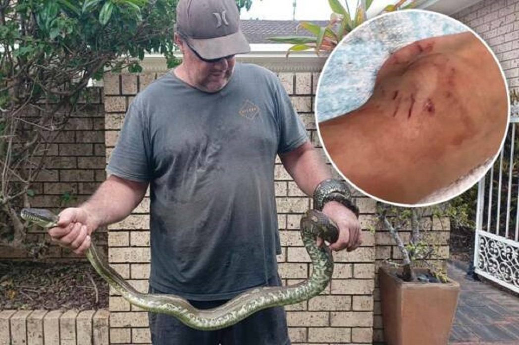 澳洲5歲男童波烏被一條體積約3倍大的蟒蛇咬到、纏住跟拖進游泳池，所幸爸爸班（圖）...
