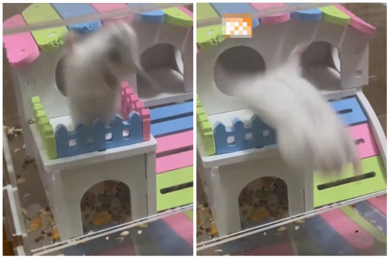 一名飼主發現自己養的倉鼠不斷重複向後仰墜樓的動作，非常擔心。圖取自微博