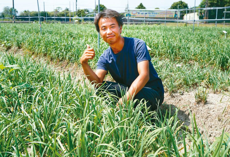 藍家友善農場藍毅綸用五年實驗，找到有效提升品質的韭菜種植農法。圖／于國華提供